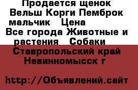 Продается щенок Вельш Корги Пемброк мальчик › Цена ­ 65 000 - Все города Животные и растения » Собаки   . Ставропольский край,Невинномысск г.